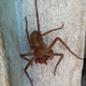 Illustration for article titled Just An Ordinary House Spider